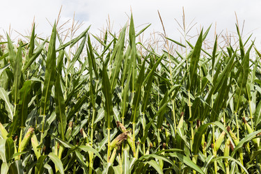 Similar image 5539596