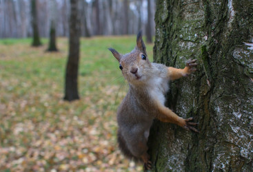 Similar image 5539830