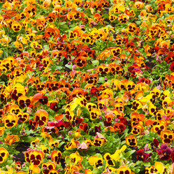 Similar image 5541111