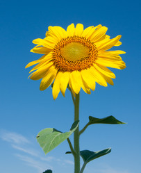 Similar image 5541155