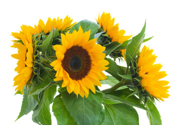 Similar image 5545337