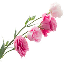 Similar image 5545454