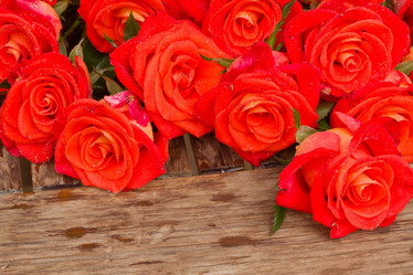 Similar image 5545579