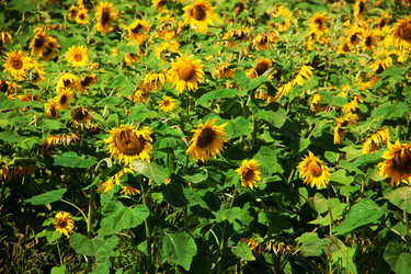 Similar image 5545758