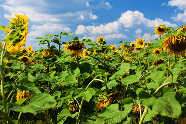 Similar image 5545759