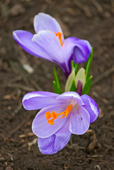 Similar image 5554368