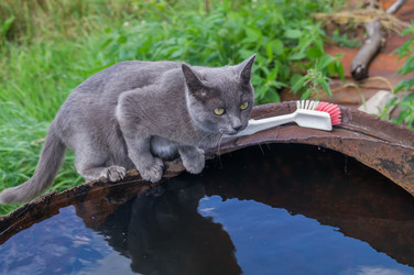 Similar image 5554454