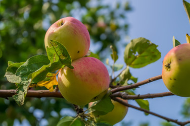 Similar image 5554455