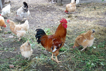 Similar image 5554863