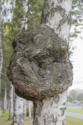 Similar image 5555762