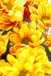 Similar image 5555943