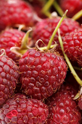 Similar image 5555996