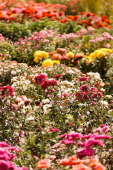 Similar image 5556049