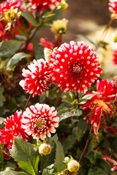 Similar image 5556084