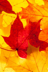 Similar image 5556138