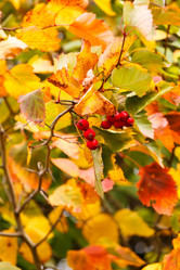 Similar image 5556193