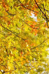 Similar image 5556207