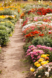 Similar image 5556271