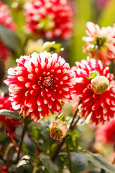 Similar image 5556274