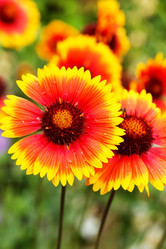 Similar image 5556371