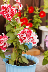 Similar image 5556403