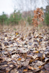 Similar image 5556411