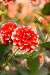 Similar image 5556448