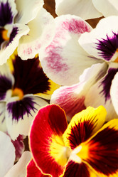 Similar image 5556494