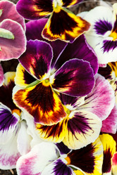 Similar image 5556495