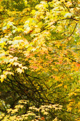 Similar image 5556540