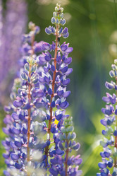 Similar image 5556546