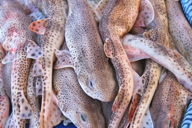 Similar image 5558440