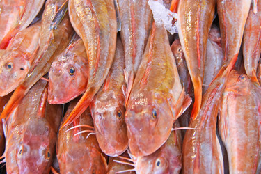 Similar image 5558458