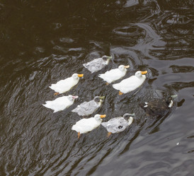 Similar image 5558509