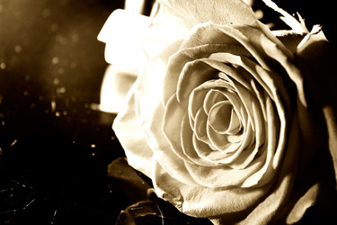 Similar image 5560021