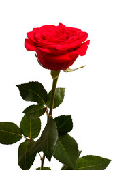 Similar image 5560042