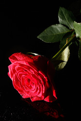 Similar image 5560054