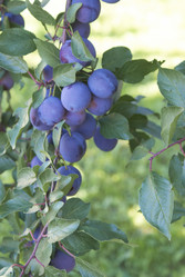 Similar image 5560176