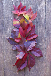 Similar image 5560201