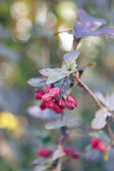 Similar image 5560204