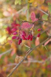 Similar image 5560205