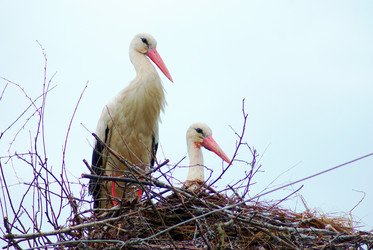 Similar image 5560211