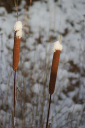 Similar image 5560218