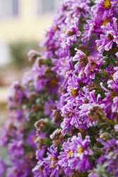 Similar image 5560225