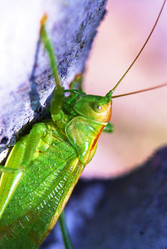 Similar image 5560230