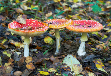 Similar image 5560232