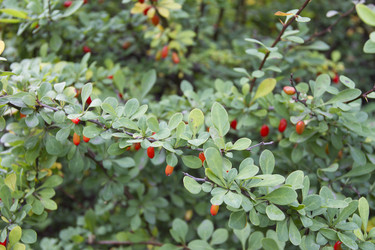 Similar image 5560250