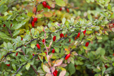 Similar image 5560274