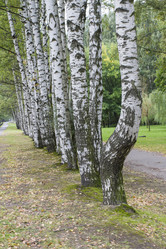 Similar image 5560374