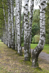 Similar image 5560377